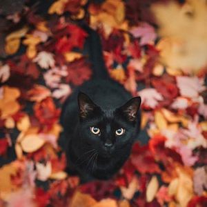 Meet your Posher, Calvin randall